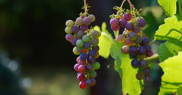 Cultiver du vin sur le balcon