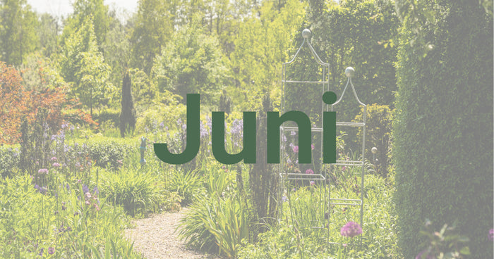 Conseils de jardinage pour juin