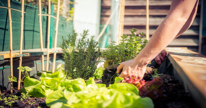 Planter des parterres surélevés - voilà comment le faire correctement !