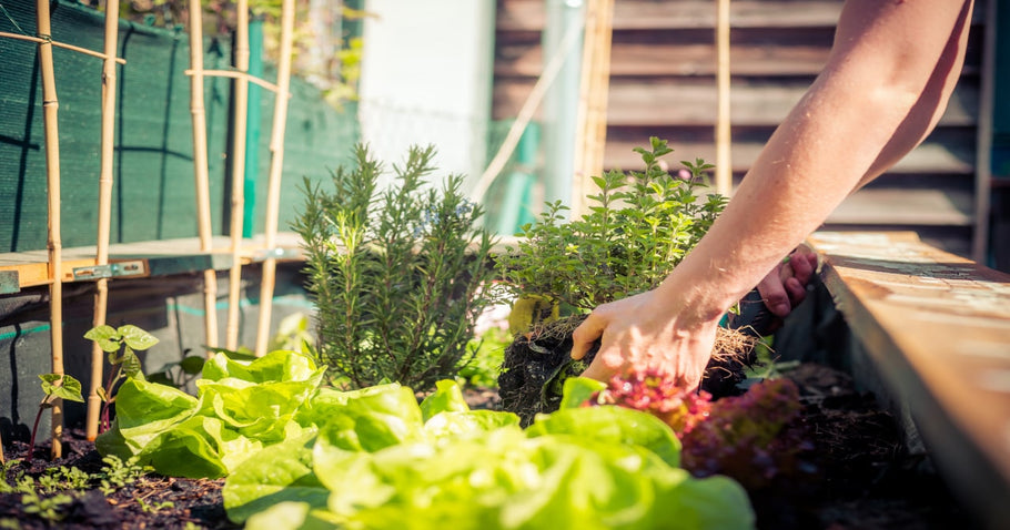 Planter des plates-bandes surélevées - voilà comment le faire correctement !