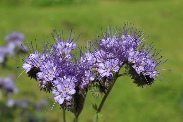 Engrais vert en parterre surélevé : voici ce qu'il faut savoir