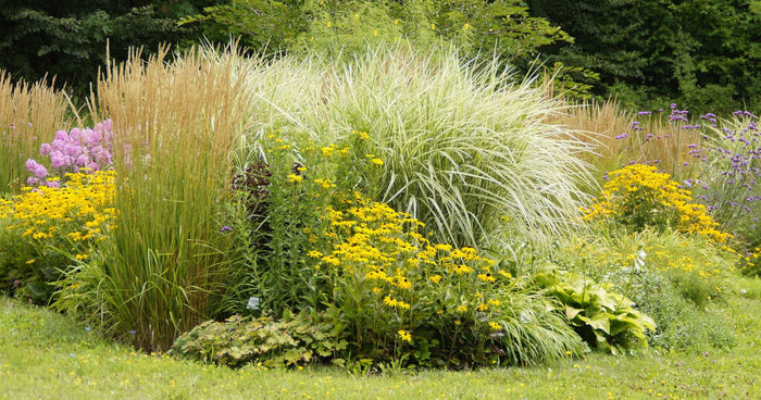 Tailler les plantes vivaces en automne