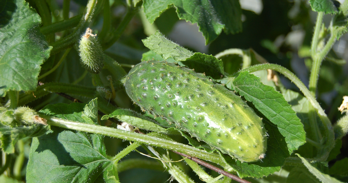 Les 5 maladies les plus courantes des plants de concombre