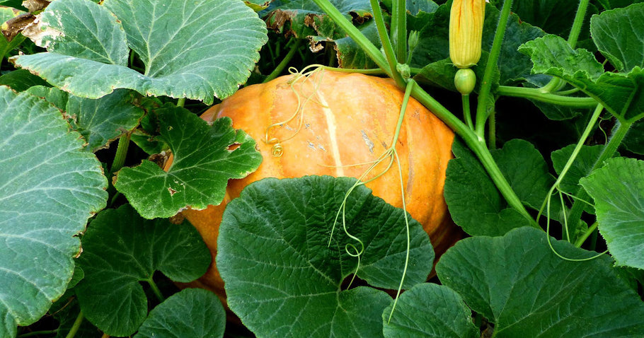 Courge dans un parterre surélevé